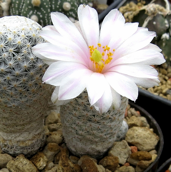 Kaktuszkiallitas 202305 004 MammillariaAlbiflora