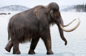 LelkesAsvanyborze 17MOMSport 202410 4 gyapjasmamut